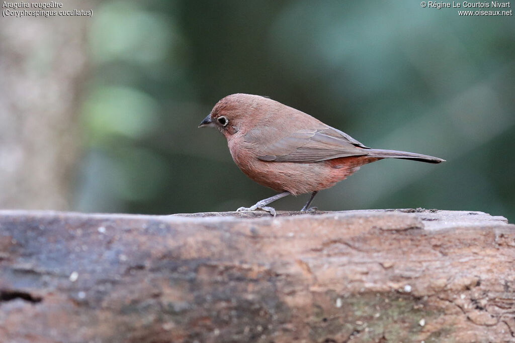 Araguira rougeâtre femelle