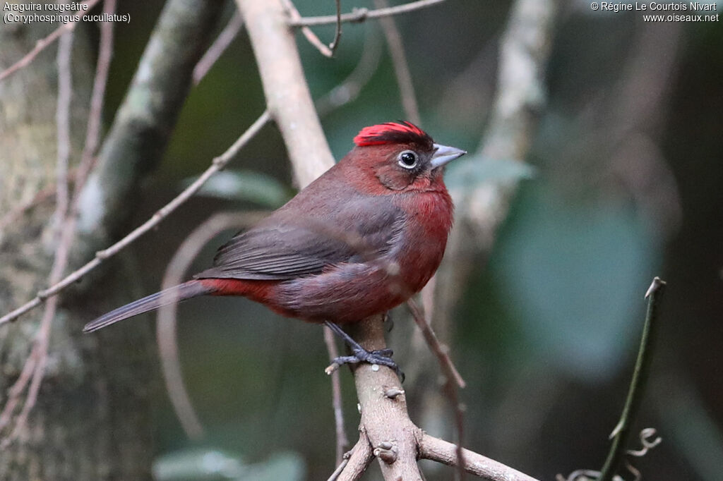 Araguira rougeâtre mâle