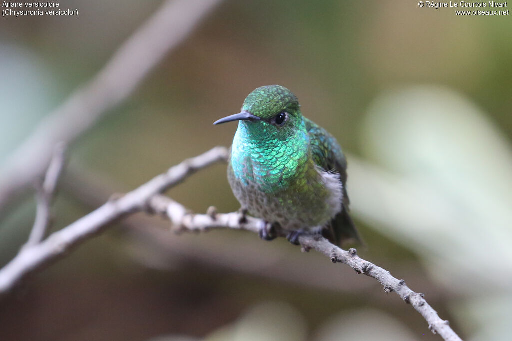Versicolored Emerald