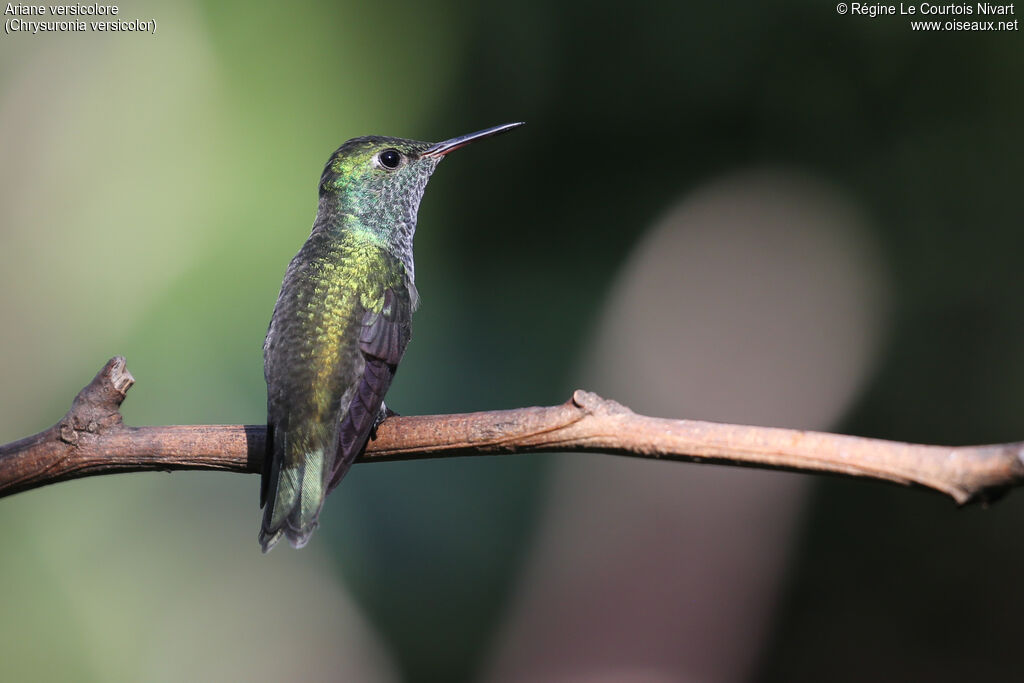Versicolored Emerald