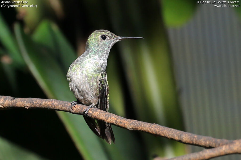Versicolored Emerald