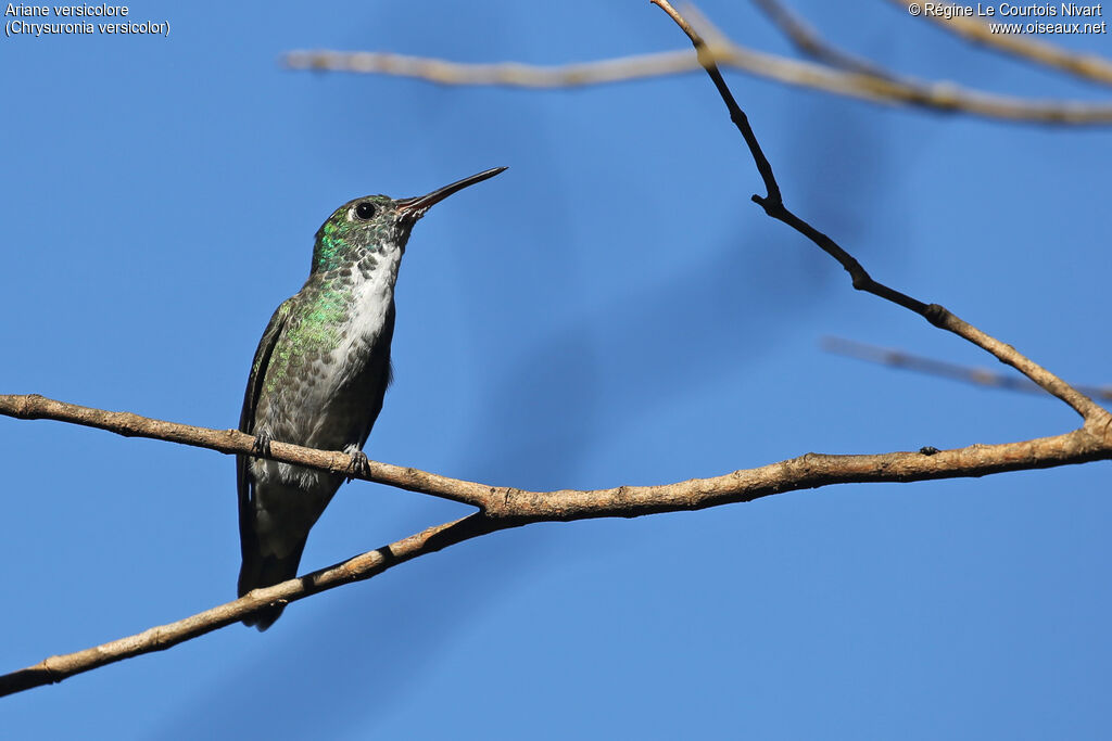 Versicolored Emerald