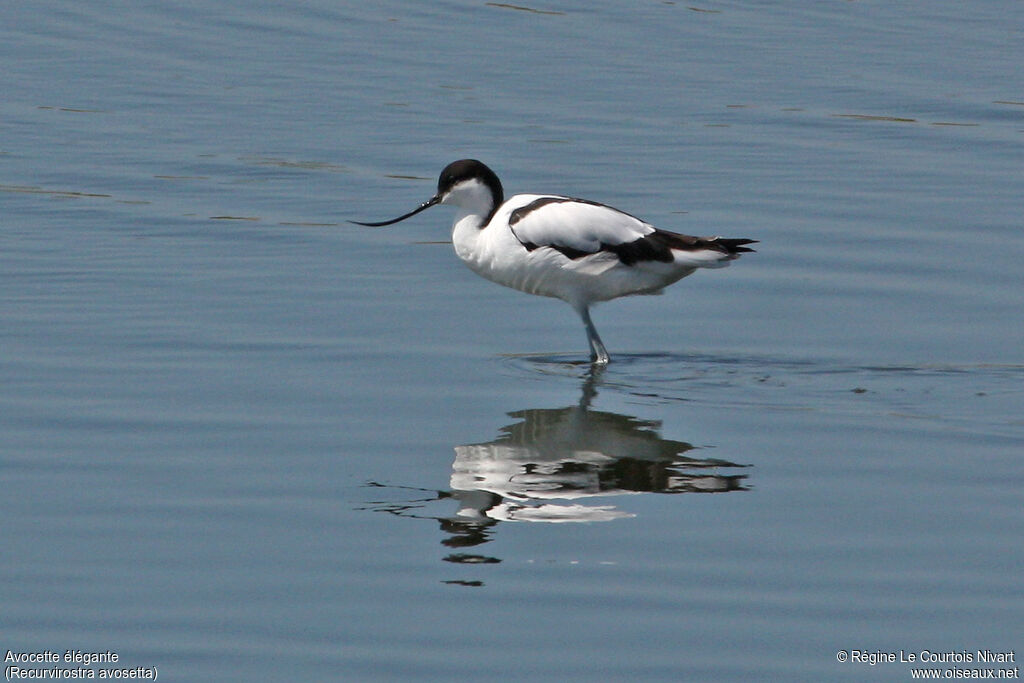 Pied Avocetadult