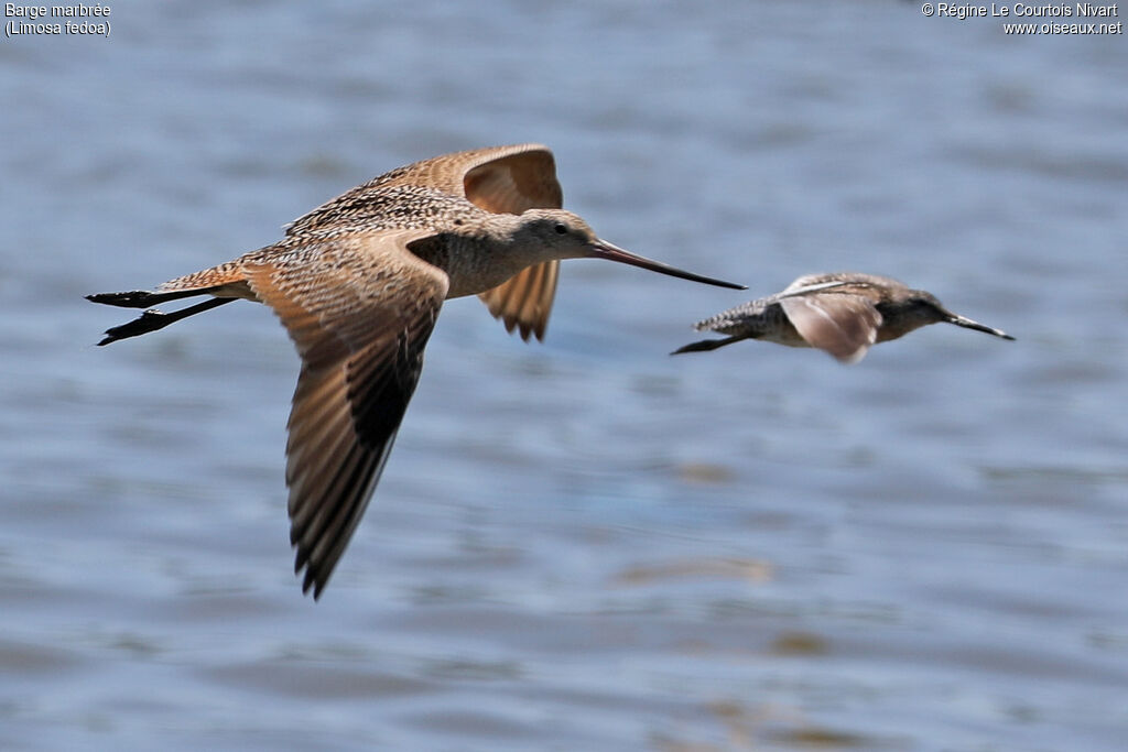 Marbled Godwit