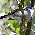 Batara bleuâtre