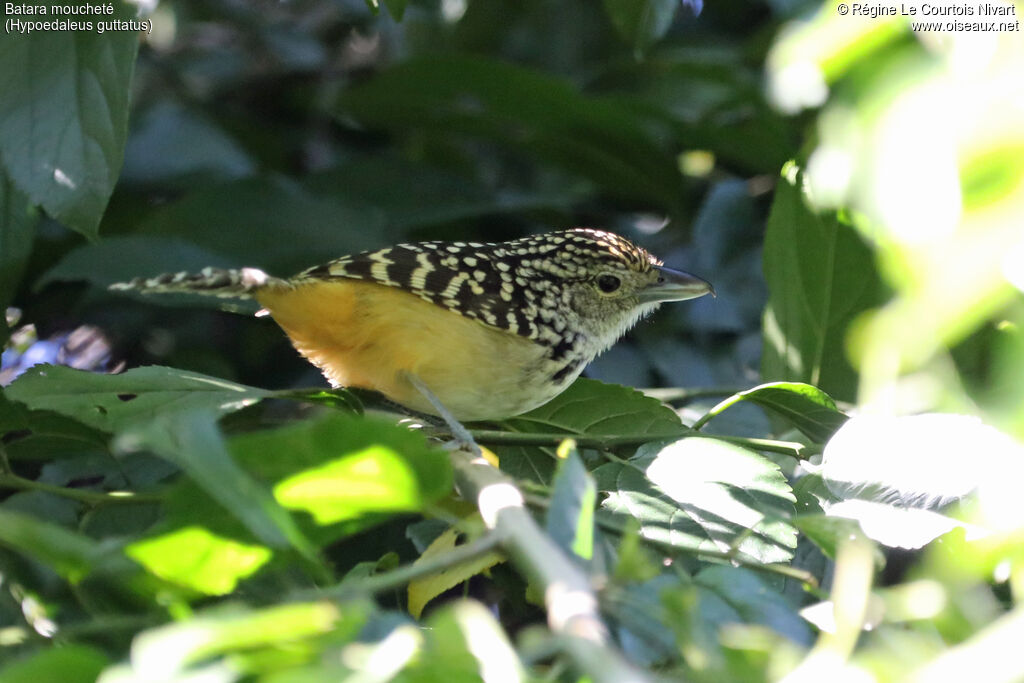 Spot-backed Antshrike