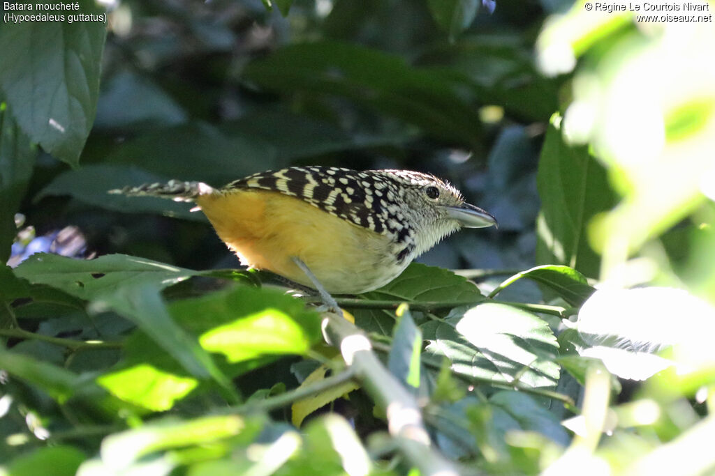 Spot-backed Antshrike