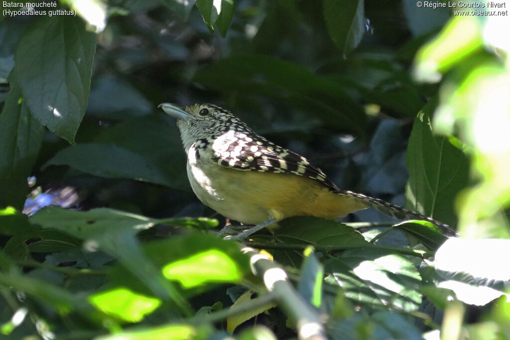 Spot-backed Antshrike