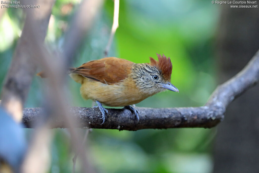 Barred Antshrike