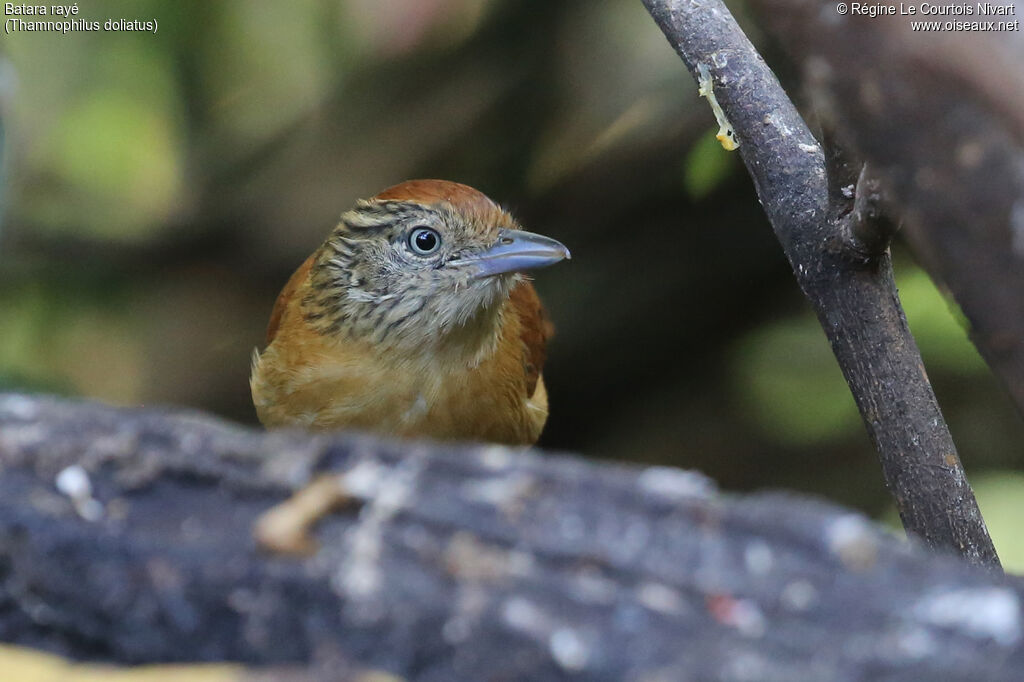 Barred Antshrike