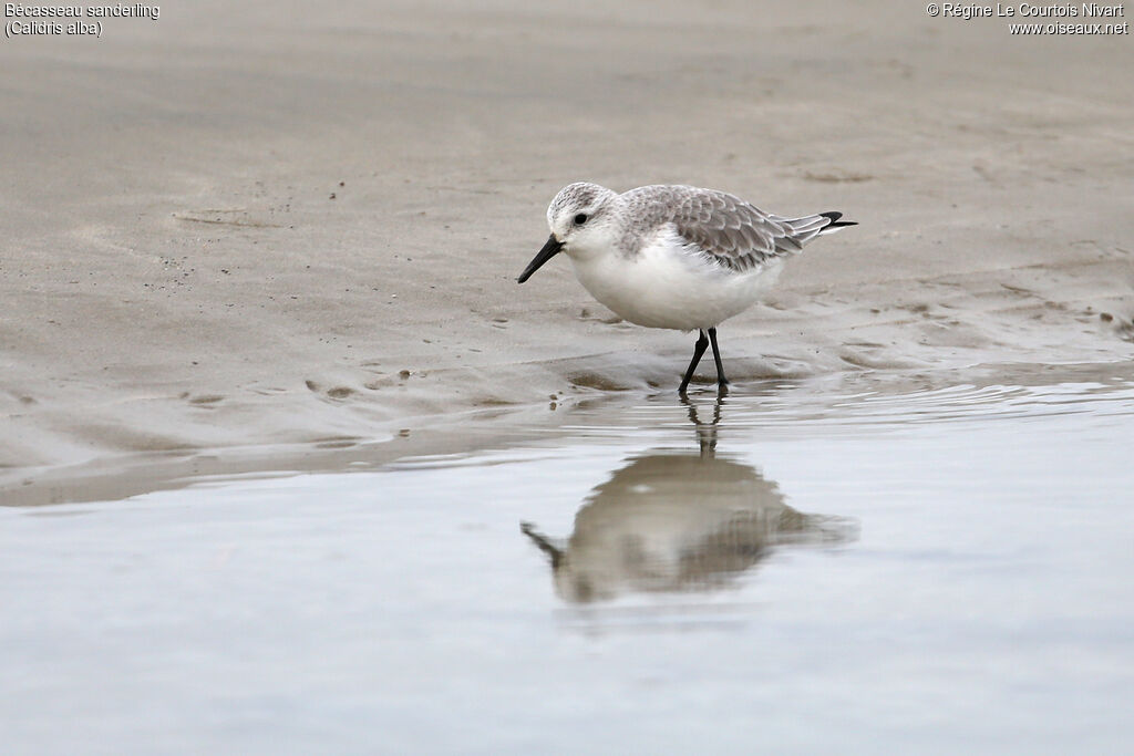 Bécasseau sanderling