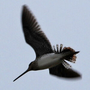 Bécassine du Paraguay