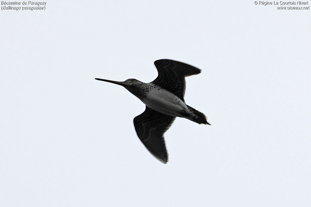 Bécassine du Paraguay