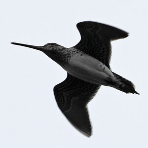 Bécassine du Paraguay