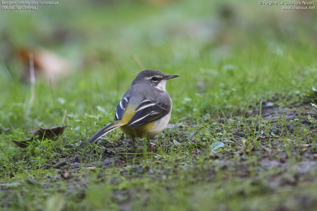 Grey Wagtail