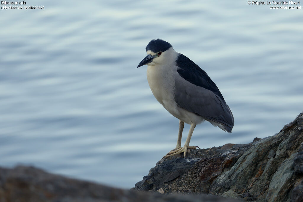 Black-crowned Night Heronadult