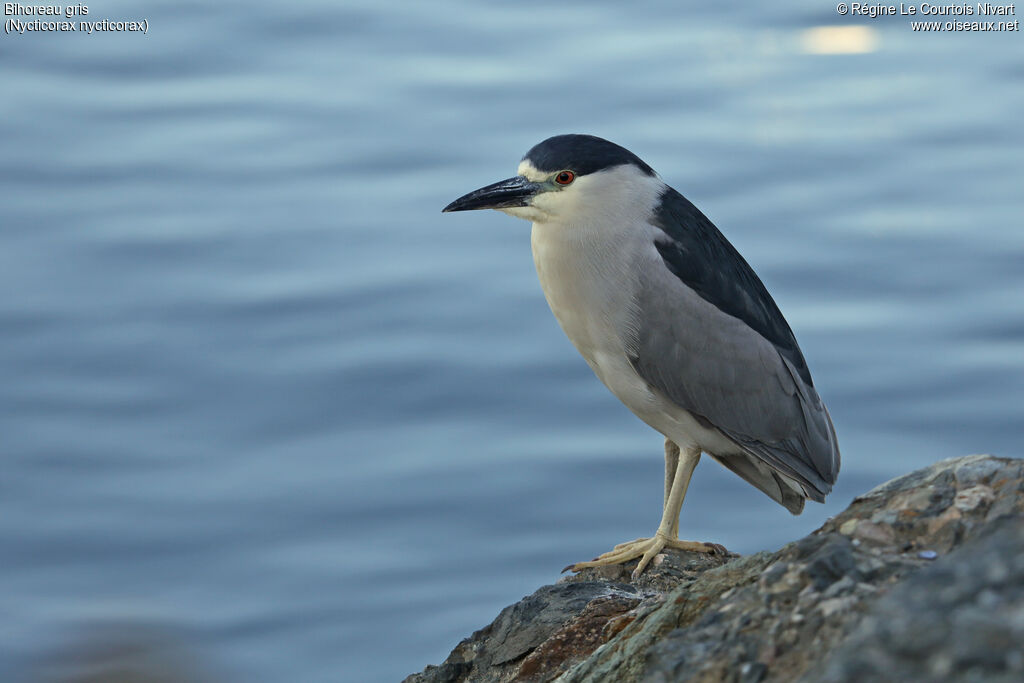 Black-crowned Night Heronadult