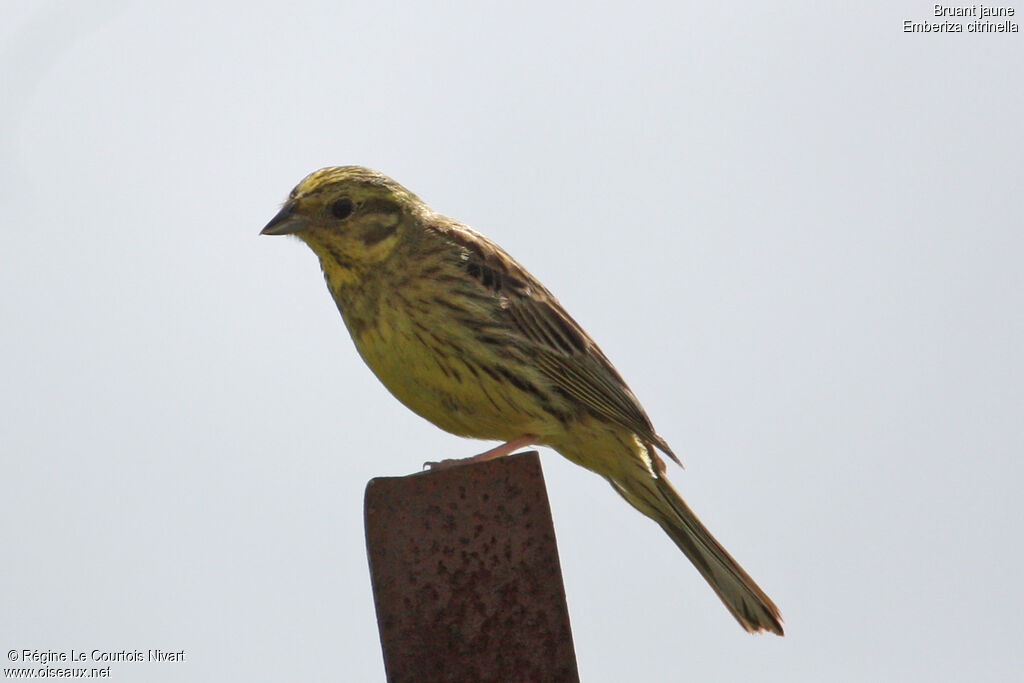Bruant jaune