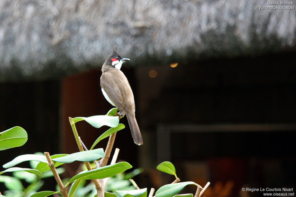 Bulbul orphée