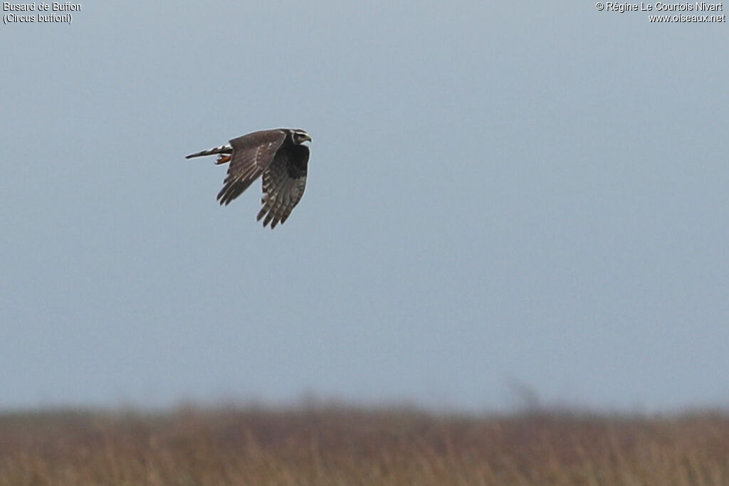 Busard de Buffon