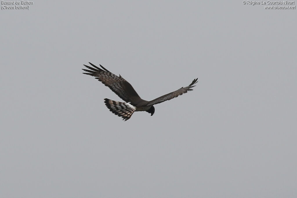 Long-winged Harrier