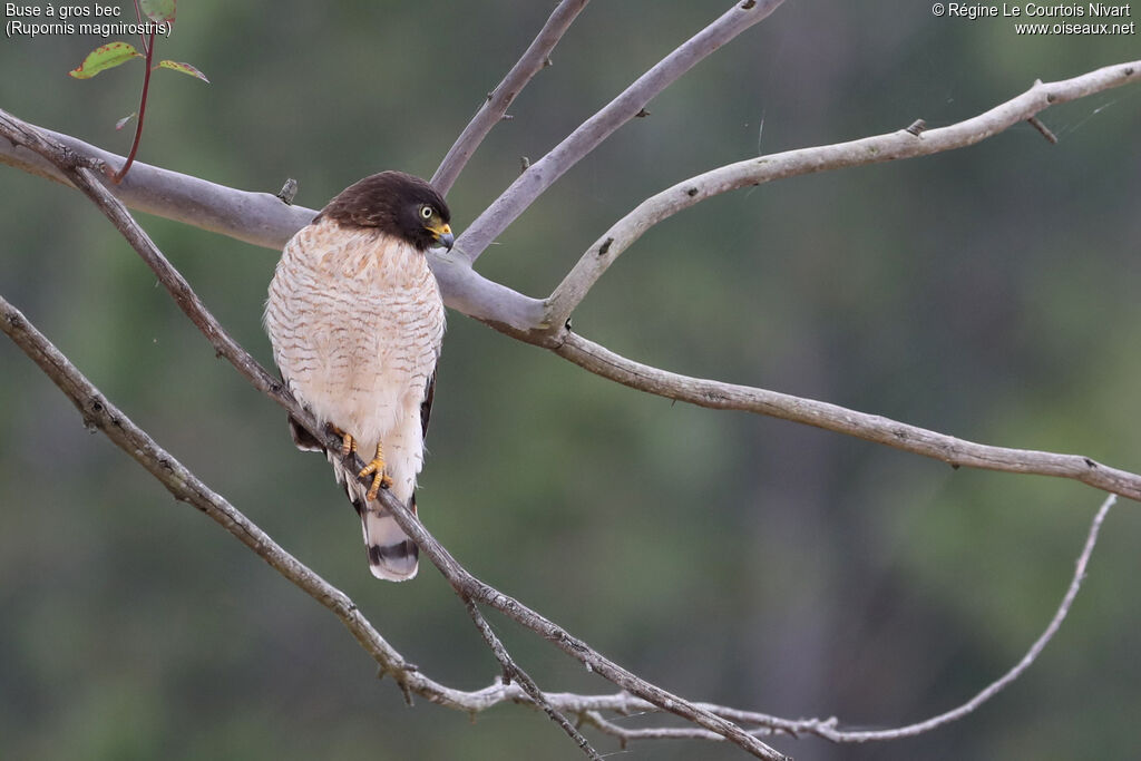 Buse à gros becadulte