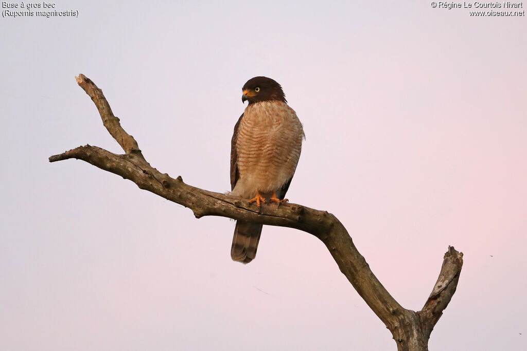 Roadside Hawkadult