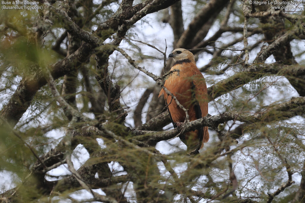 Buse à tête blanche
