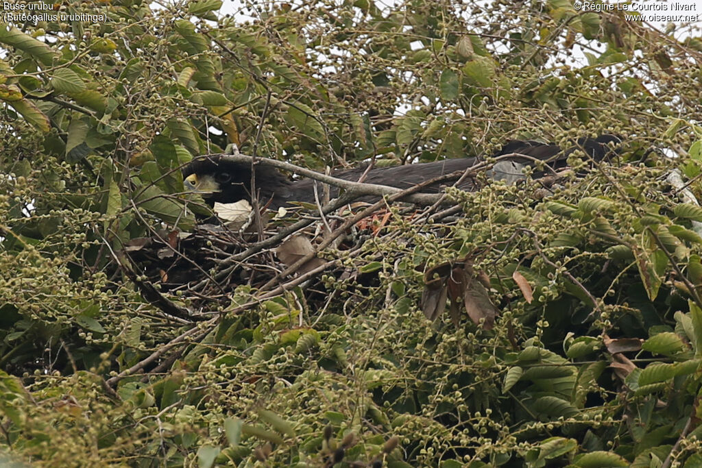 Buse urubu, Nidification