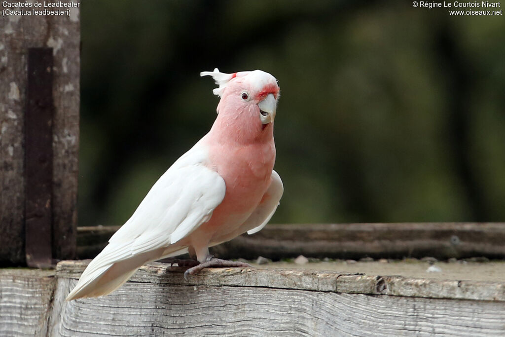 Pink Cockatoo