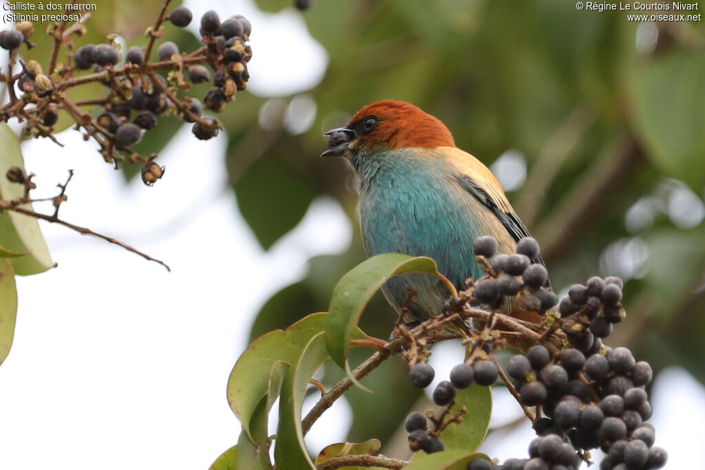 Calliste à dos marron