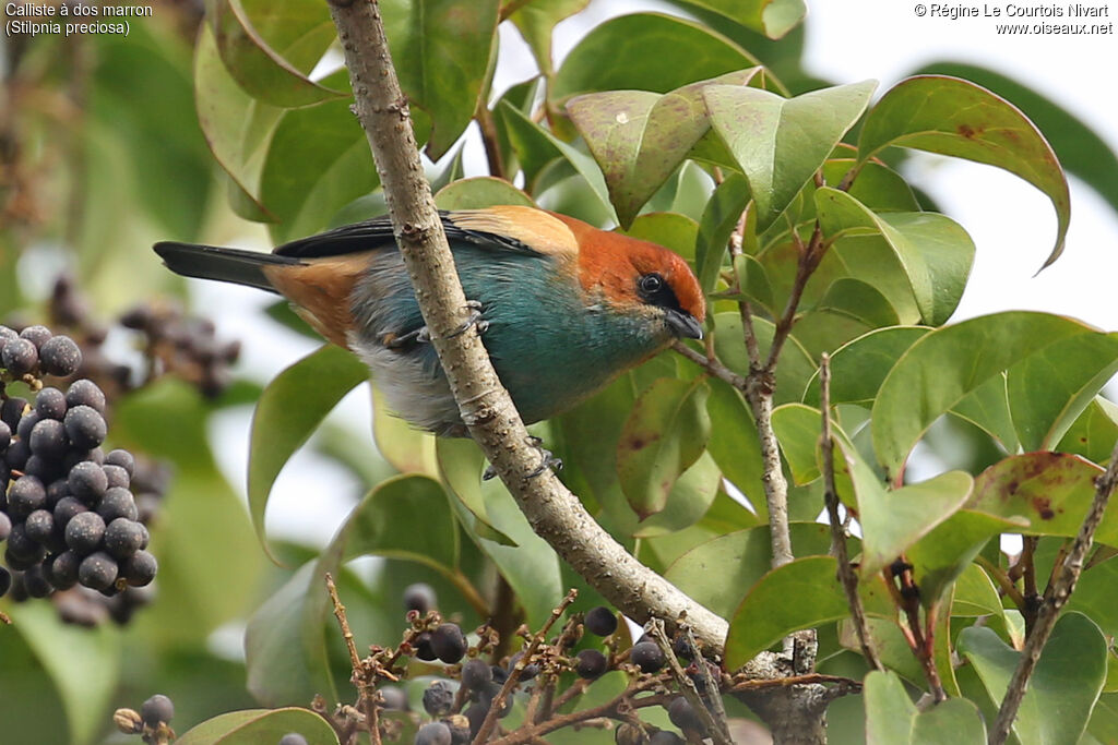 Calliste à dos marron