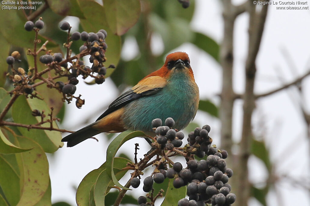 Calliste à dos marron mâle