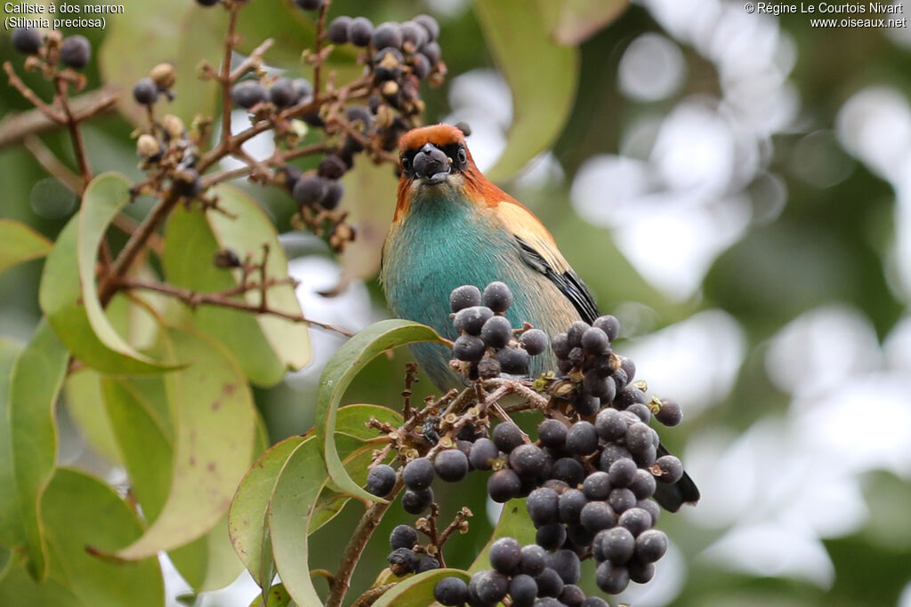 Calliste à dos marron