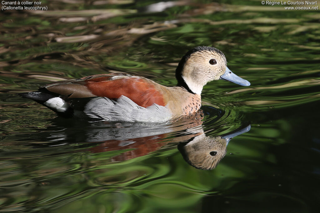 Canard à collier noir mâle
