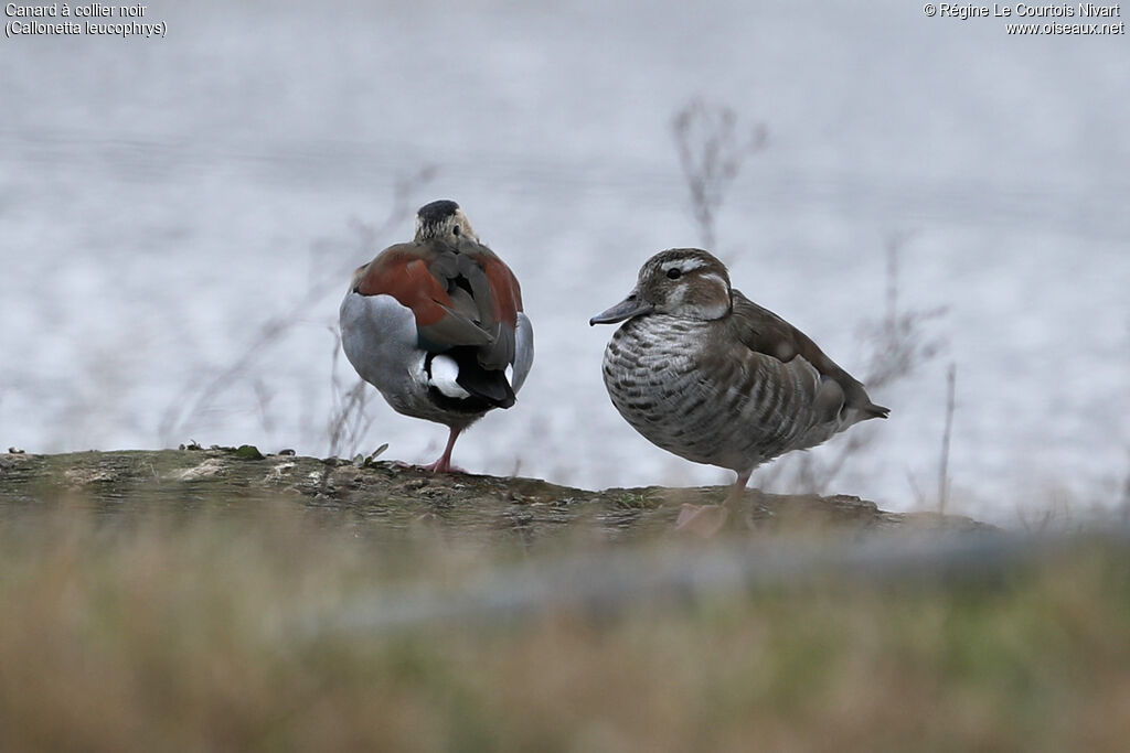 Canard à collier noiradulte
