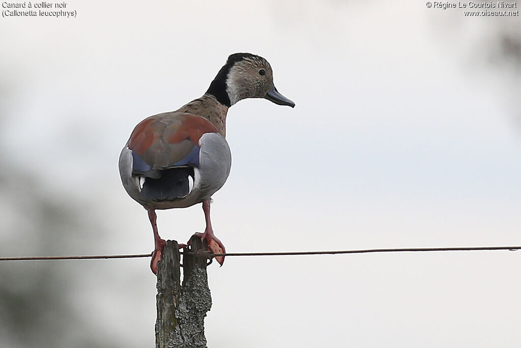 Canard à collier noir mâle