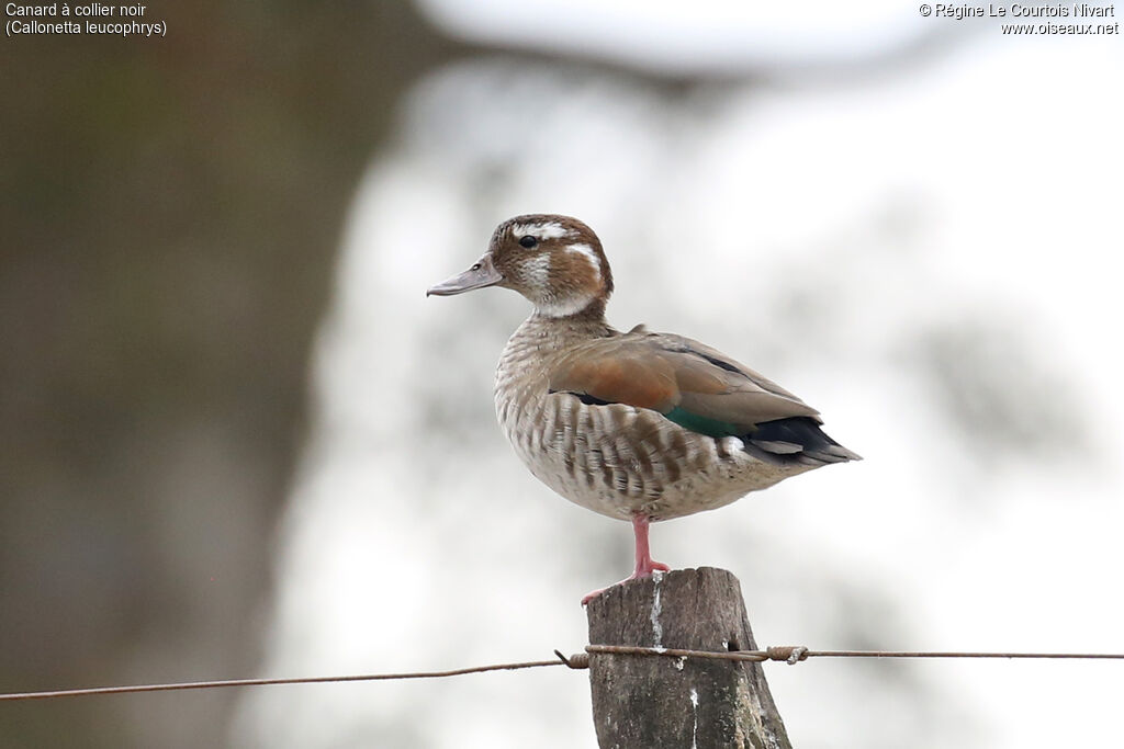 Canard à collier noir
