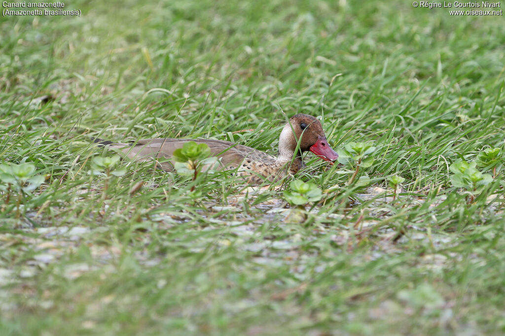 Canard amazonette mâle