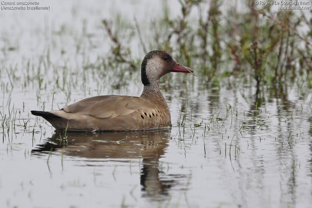 Brazilian Teal male