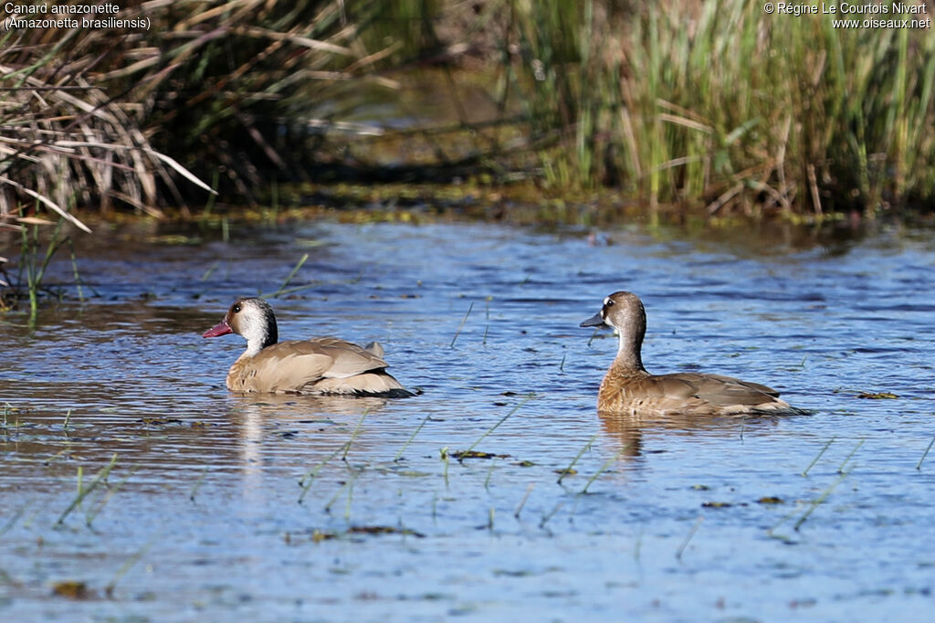 Canard amazonetteadulte