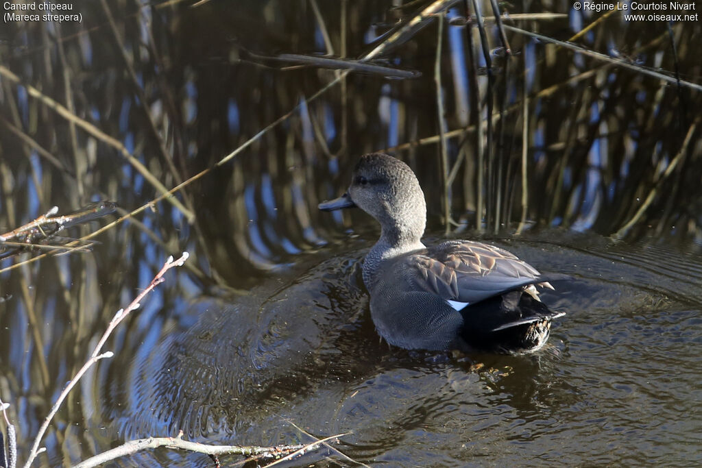 Canard chipeau