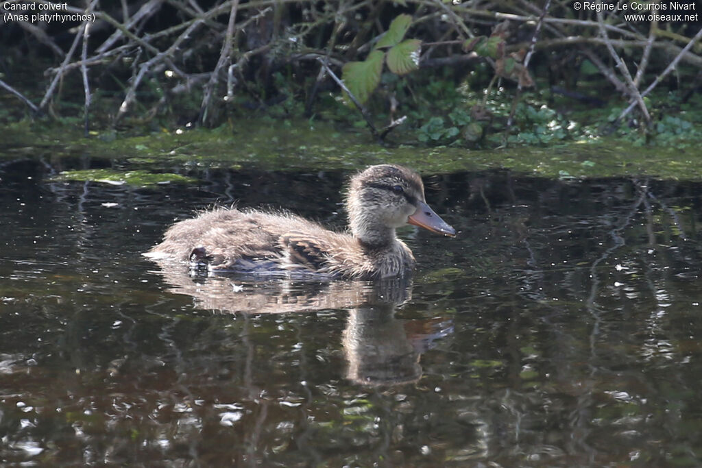 Mallard
