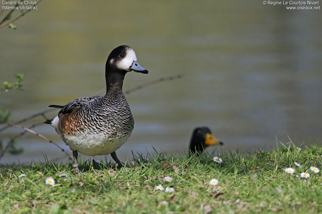 Canard de Chiloé