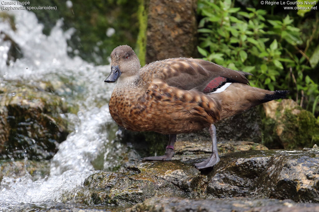 Canard huppé
