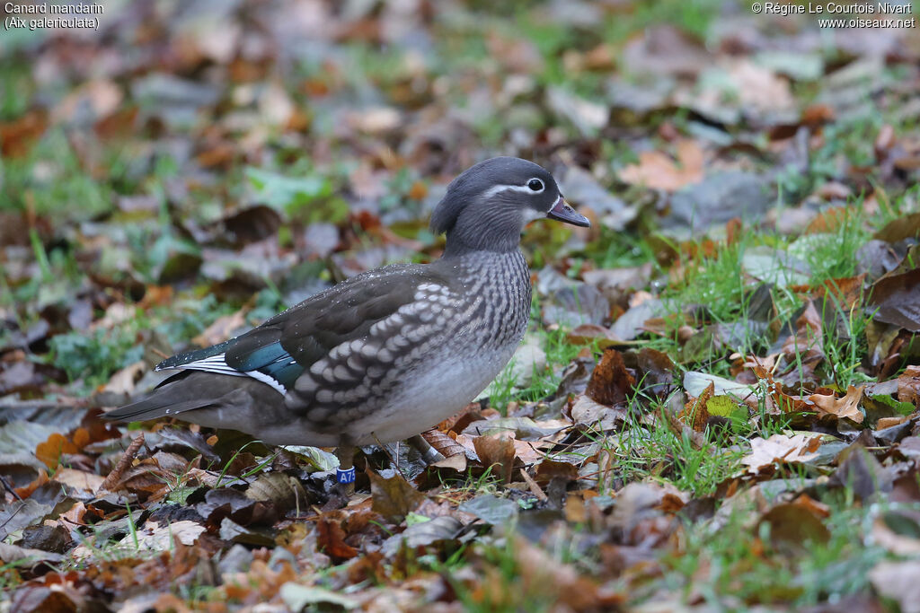 Mandarin Duck