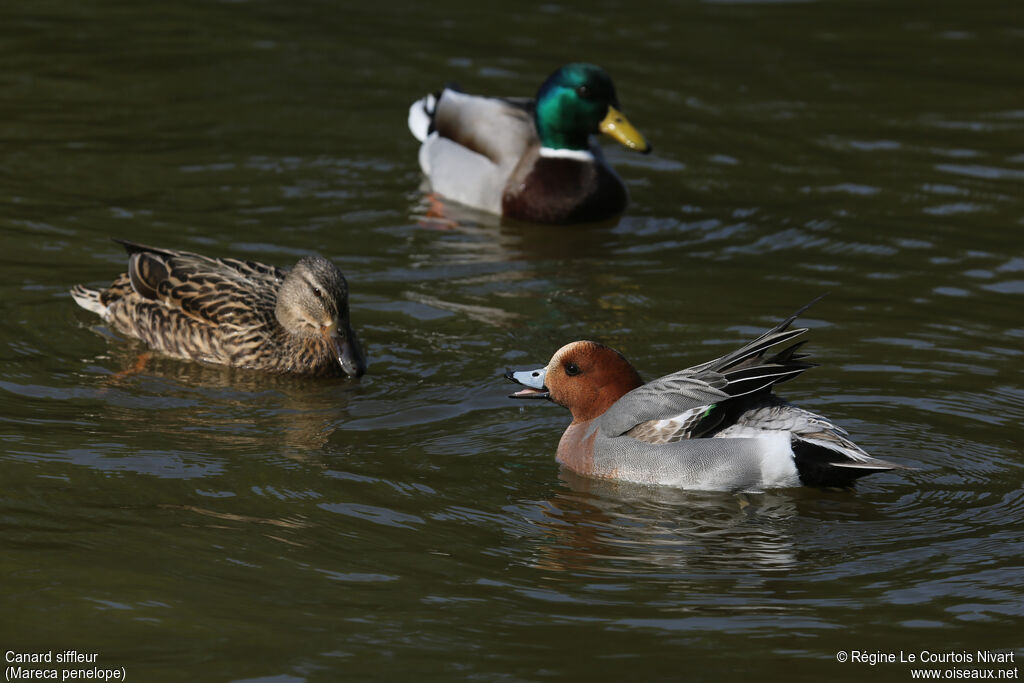 Eurasian Wigeon male