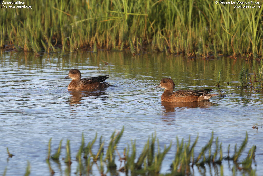 Canard siffleur