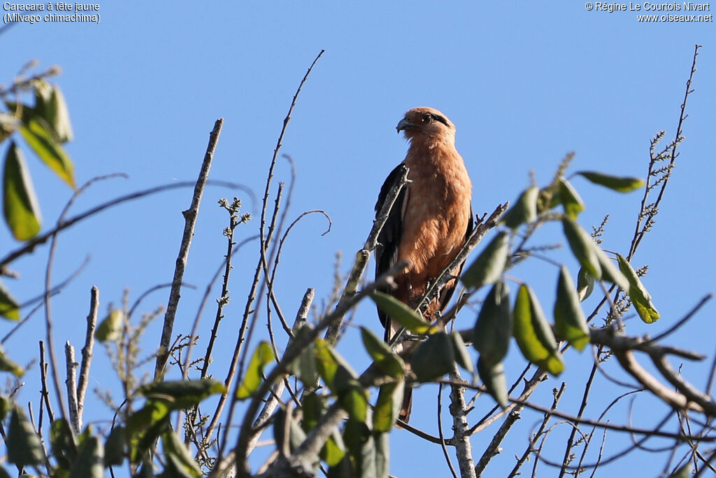 Yellow-headed Caracara