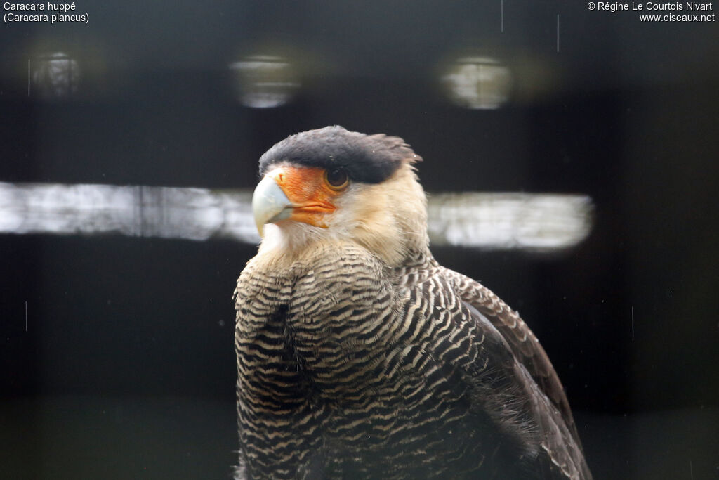 Crested Caracara